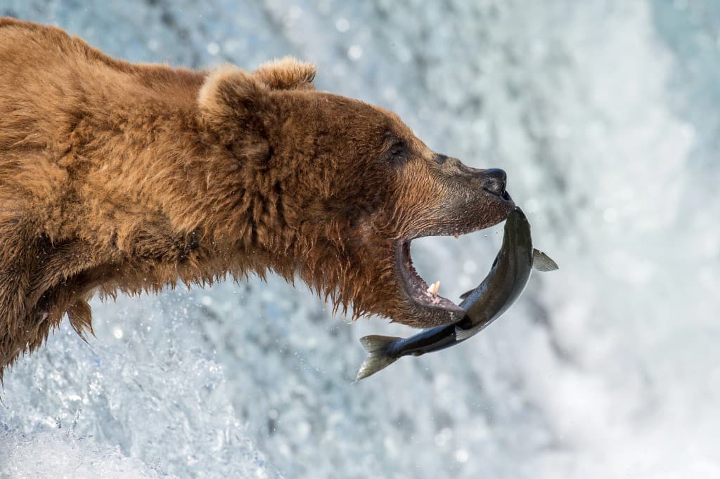 brown bear catching fish in Alaskan waters, dynamic wildlife action shot