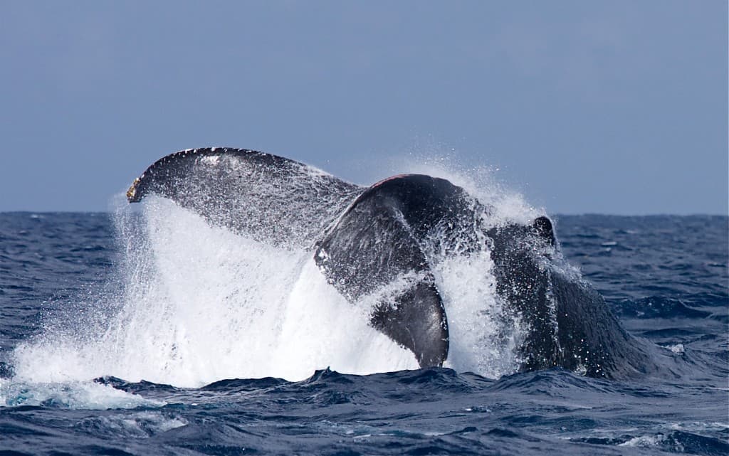 humpback whale tail fluke emerging from deep blue ocean with dramatic splash, cinematic wildlife photography