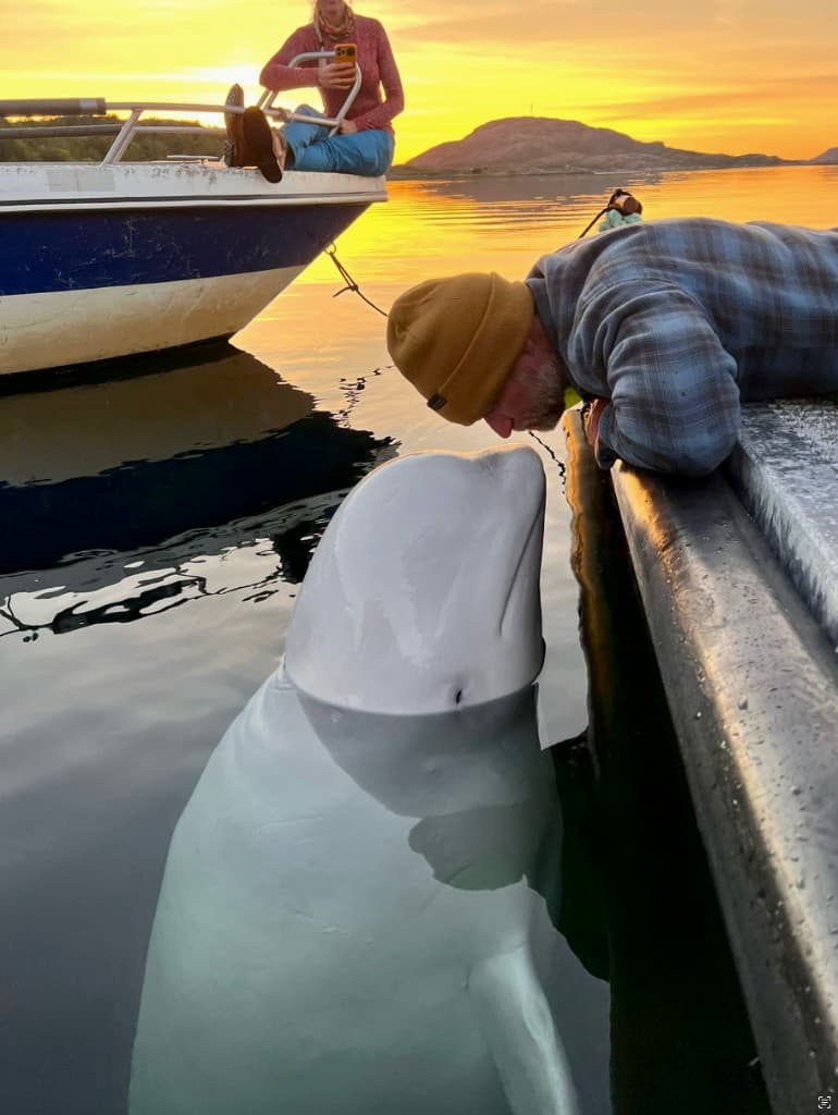 man and beluga whale close encounter at sunset, intimate moment, warm golden glow on water, cinematic adventure